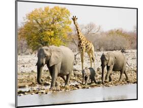 African Elephants and Giraffe at Watering Hole, Namibia-Joe Restuccia III-Mounted Photographic Print