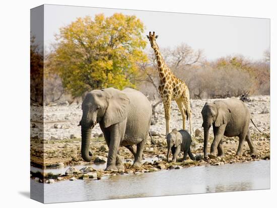 African Elephants and Giraffe at Watering Hole, Namibia-Joe Restuccia III-Stretched Canvas