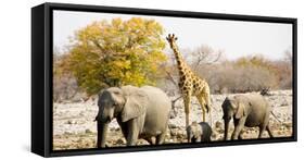 African Elephants and Giraffe at Watering Hole, Namibia-Joe Restuccia III-Framed Stretched Canvas