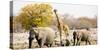 African Elephants and Giraffe at Watering Hole, Namibia-Joe Restuccia III-Stretched Canvas