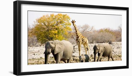 African Elephants and Giraffe at Watering Hole, Namibia-Joe Restuccia III-Framed Photographic Print