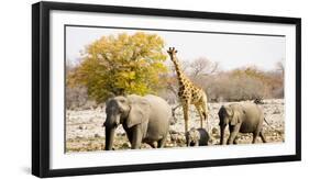African Elephants and Giraffe at Watering Hole, Namibia-Joe Restuccia III-Framed Photographic Print
