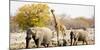 African Elephants and Giraffe at Watering Hole, Namibia-Joe Restuccia III-Mounted Photographic Print