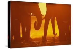 African Elephants at Sunset-Paul Souders-Stretched Canvas