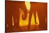 African Elephants at Sunset-Paul Souders-Stretched Canvas