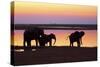 African Elephants at Sunset-null-Stretched Canvas