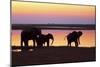 African Elephants at Sunset-null-Mounted Premium Photographic Print