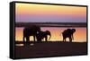 African Elephants at Sunset-null-Framed Stretched Canvas