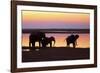 African Elephants at Sunset-null-Framed Photographic Print