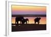 African Elephants at Sunset-null-Framed Photographic Print