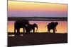 African Elephants at Sunset-null-Mounted Photographic Print