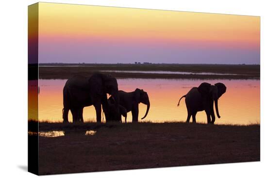 Stretched Canvas Print, , large