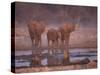 African Elephants at Water Hole, Etosha Np, Namibia-Tony Heald-Stretched Canvas