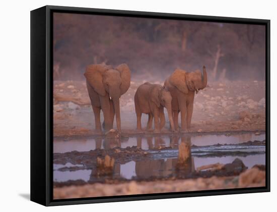 African Elephants at Water Hole, Etosha Np, Namibia-Tony Heald-Framed Stretched Canvas