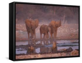 African Elephants at Water Hole, Etosha Np, Namibia-Tony Heald-Framed Stretched Canvas