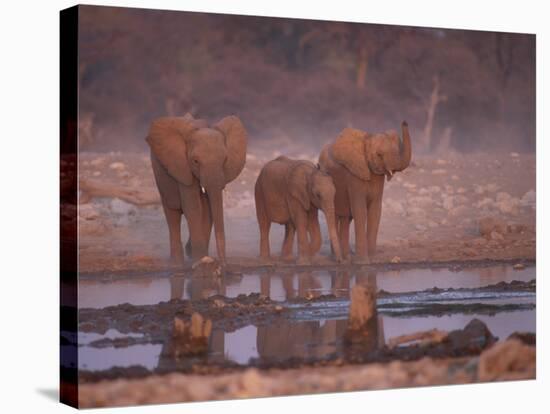 African Elephants at Water Hole, Etosha Np, Namibia-Tony Heald-Stretched Canvas