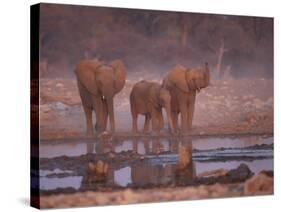 African Elephants at Water Hole, Etosha Np, Namibia-Tony Heald-Stretched Canvas