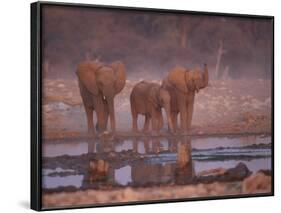 African Elephants at Water Hole, Etosha Np, Namibia-Tony Heald-Framed Photographic Print