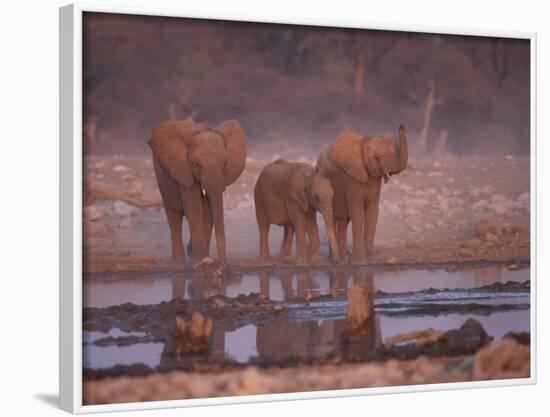 African Elephants at Water Hole, Etosha Np, Namibia-Tony Heald-Framed Photographic Print