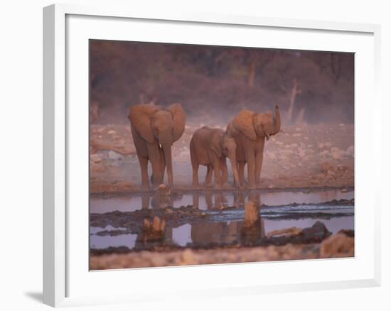 African Elephants at Water Hole, Etosha Np, Namibia-Tony Heald-Framed Photographic Print