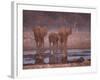African Elephants at Water Hole, Etosha Np, Namibia-Tony Heald-Framed Photographic Print