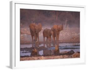 African Elephants at Water Hole, Etosha Np, Namibia-Tony Heald-Framed Photographic Print