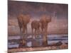 African Elephants at Water Hole, Etosha Np, Namibia-Tony Heald-Mounted Photographic Print