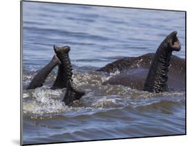 African elephants, Chobe National Park, Botswana-Art Wolfe-Mounted Premium Photographic Print