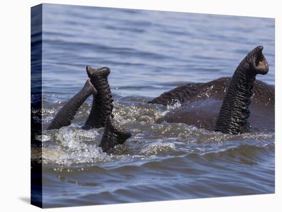 African elephants, Chobe National Park, Botswana-Art Wolfe-Stretched Canvas