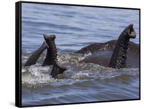 African elephants, Chobe National Park, Botswana-Art Wolfe-Framed Stretched Canvas