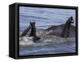 African elephants, Chobe National Park, Botswana-Art Wolfe-Framed Stretched Canvas