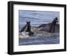 African elephants, Chobe National Park, Botswana-Art Wolfe-Framed Photographic Print