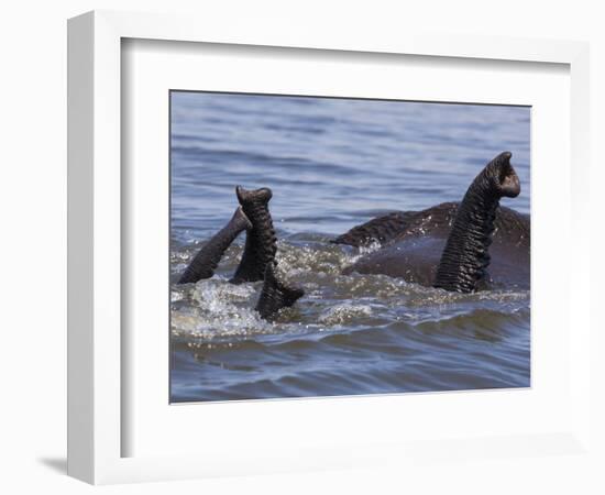 African elephants, Chobe National Park, Botswana-Art Wolfe-Framed Photographic Print