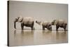 African Elephants Crossing River-Michele Westmorland-Stretched Canvas