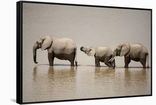 African Elephants Crossing River-Michele Westmorland-Framed Stretched Canvas
