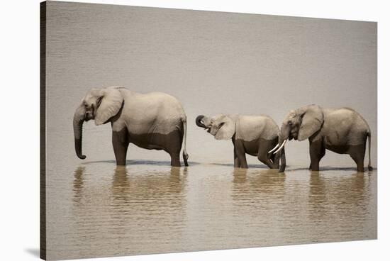 African Elephants Crossing River-Michele Westmorland-Stretched Canvas