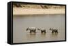 African Elephants Crossing River-Michele Westmorland-Framed Stretched Canvas