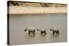 African Elephants Crossing River-Michele Westmorland-Stretched Canvas