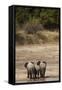 African Elephants Crossing River-Michele Westmorland-Framed Stretched Canvas