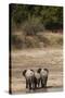 African Elephants Crossing River-Michele Westmorland-Stretched Canvas