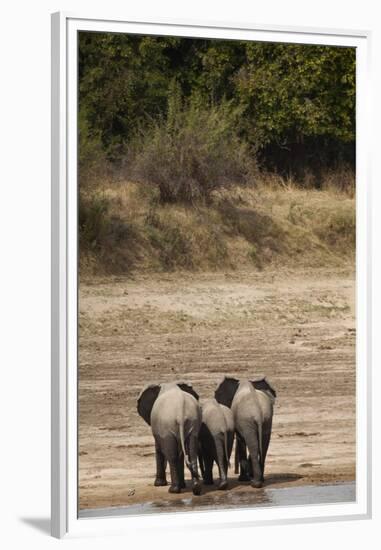 African Elephants Crossing River-Michele Westmorland-Framed Premium Photographic Print