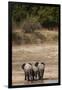 African Elephants Crossing River-Michele Westmorland-Framed Premium Photographic Print