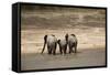 African Elephants Crossing River-Michele Westmorland-Framed Stretched Canvas