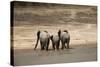 African Elephants Crossing River-Michele Westmorland-Stretched Canvas