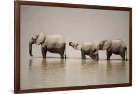 African Elephants Crossing River-Michele Westmorland-Framed Photographic Print