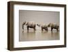 African Elephants Crossing River-Michele Westmorland-Framed Photographic Print