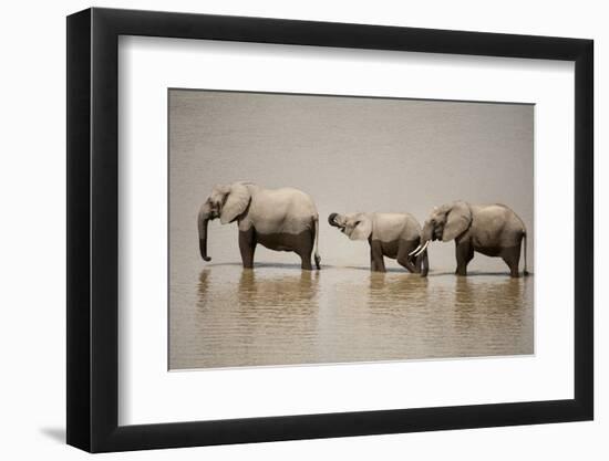 African Elephants Crossing River-Michele Westmorland-Framed Photographic Print