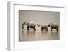 African Elephants Crossing River-Michele Westmorland-Framed Photographic Print