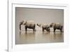 African Elephants Crossing River-Michele Westmorland-Framed Photographic Print