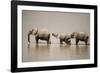 African Elephants Crossing River-Michele Westmorland-Framed Photographic Print